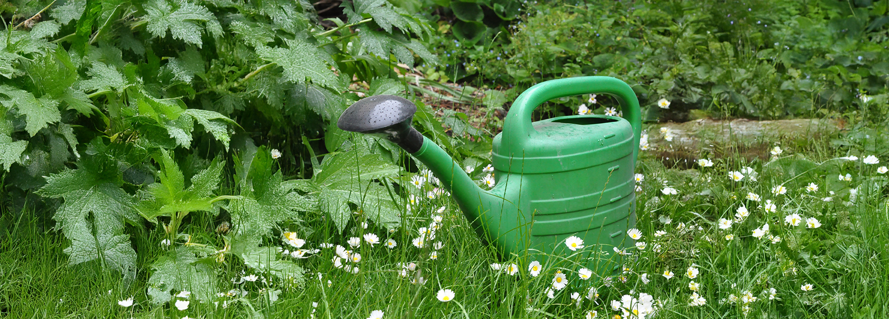 Grüne Gießkanne im LesArt-Garten, im Vordergrund Gänseblümchen